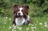 BORDER COLLIE 512